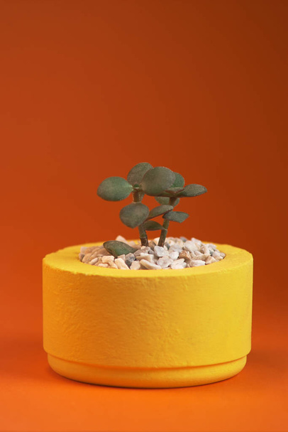 Succulents en pot de béton jaune sur fond orange Fermer
 - Photo, image
