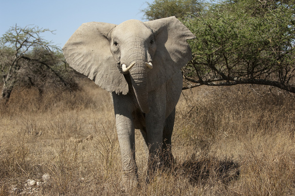 carregamento de elefantes
 - Foto, Imagem