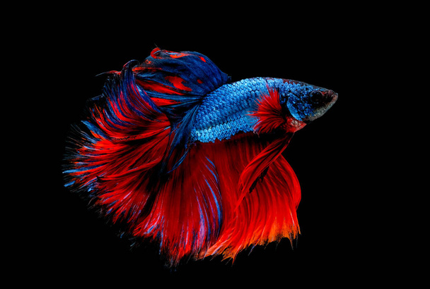 farbenfroh mit der Hauptfarbe blauer und roter Beta-Fische, wurde siamesischer Kampffisch auf schwarzem Hintergrund isoliert. Fische auch beim Schwimmen drehen Kopf in andere Richtung. - Foto, Bild