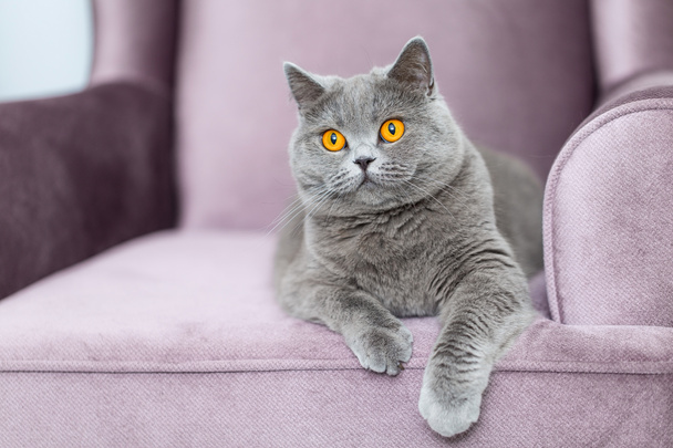British Shorthair cat sitting on the couch and looking at us, cute curious cat, a portrait of a cat with bright eyes and fluffy hair - Foto, immagini