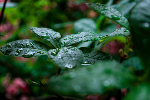 Waterdrops op groen blad - Foto, afbeelding