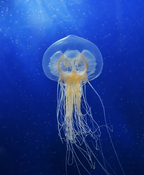 plavání medúzy - Fotografie, Obrázek