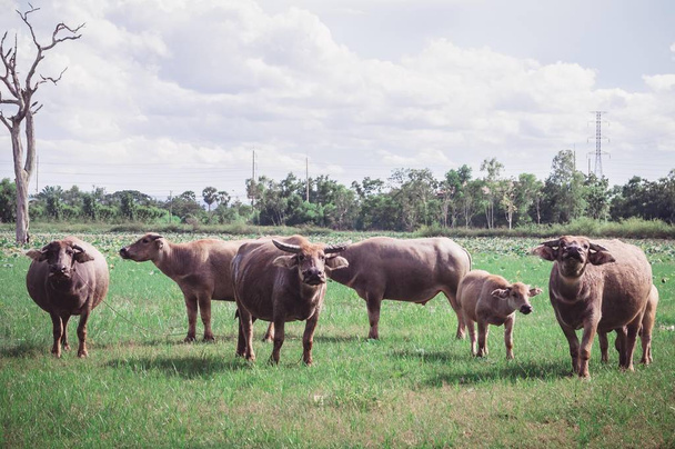 Buffalo no prado, animais vida no jardim da natureza
  - Foto, Imagem