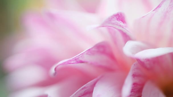 Makro widok białych płatków kwiatów Dahlia smugi z purpurowym - Materiał filmowy, wideo