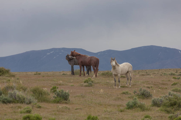 dvojice wild horse hřebců zápasení v poušti Utah - Fotografie, Obrázek