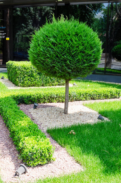 Tree trimmed in the shape of a ball and geometrically trimmed bushes. Topiary - Photo, Image