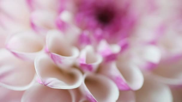 ハート型の花びらを示す白いダリアのマクロビュー - 映像、動画