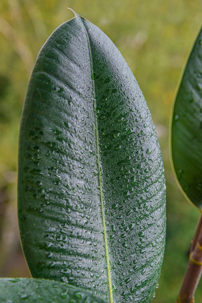 mojado con gotas de agua Ficus Elastica india hoja en el tropical
  - Foto, imagen