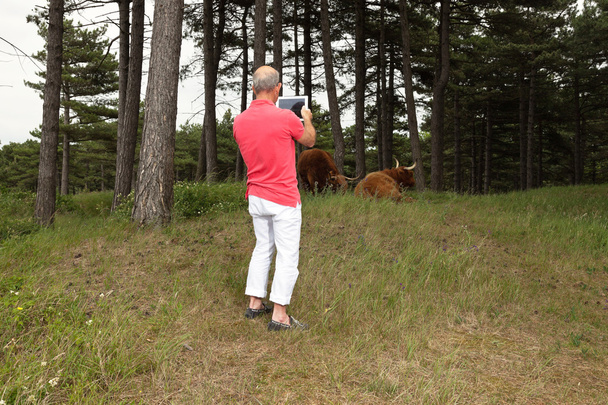 Senior odešel člověk fotografování skotský highlander krávy s t - Fotografie, Obrázek