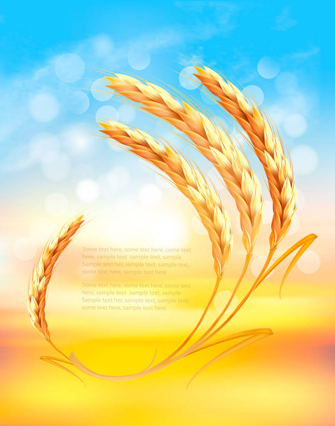 Nature sunset background with ears of wheat. Vector. - Vecteur, image