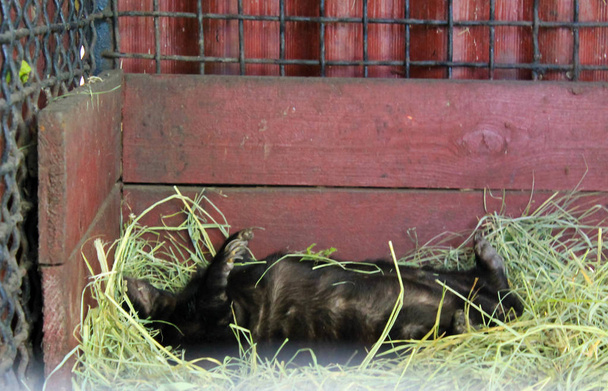 A skunk sleeping in a green hay - Photo, Image