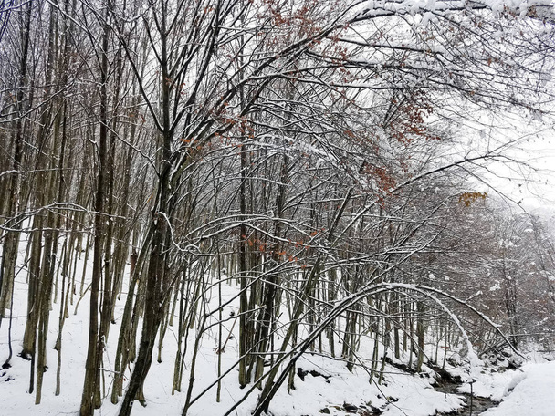 Zimní krajina se zmrazenými stromy pokrytou ledem a měsíce - Fotografie, Obrázek