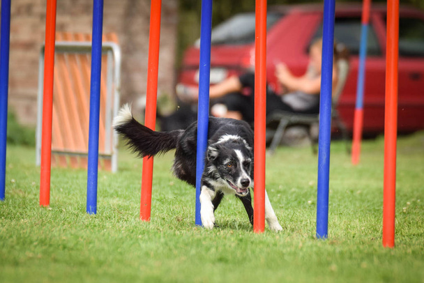 Black and White Border Collie draait slalom op de Tsjechische Agility Competition slalom. Agility competitie in Dog Park Ratenice - Foto, afbeelding