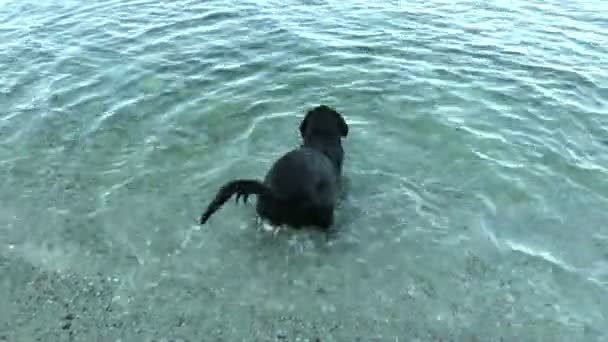 fekete kutya - Felvétel, videó