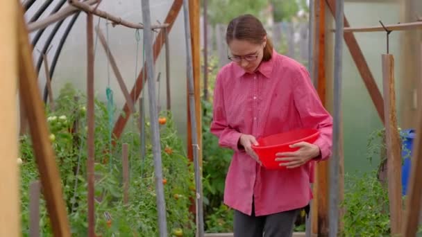 Νέα γυναίκα αγρότης συλλέγει ώριμη ντομάτα στο θερμοκήπιο. - Πλάνα, βίντεο