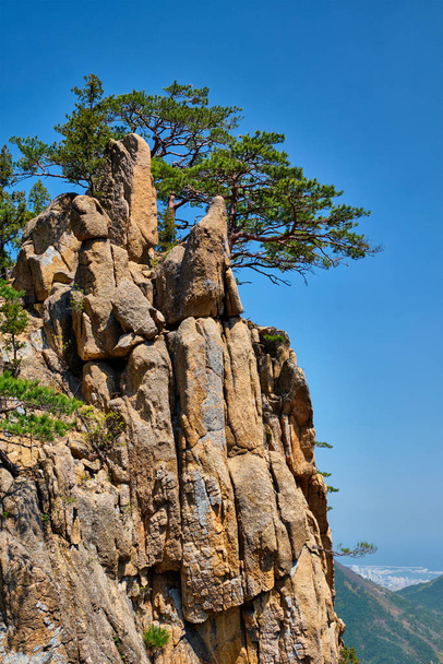 Πεύκο δέντρων και βράχων γκρεμό, εθνικό πάρκο Seoraksan, Νότιος Κορέα - Φωτογραφία, εικόνα