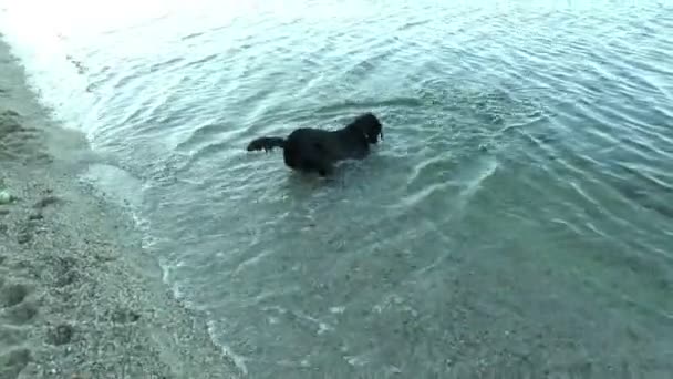 černý pes - Záběry, video