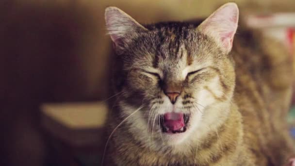 The tabby cat yawns and licks its face. Pet. Close-up - Imágenes, Vídeo