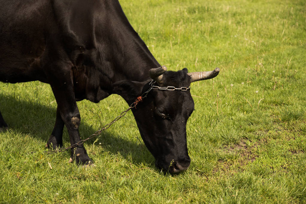 Картина чорної корови на лузі
 - Фото, зображення