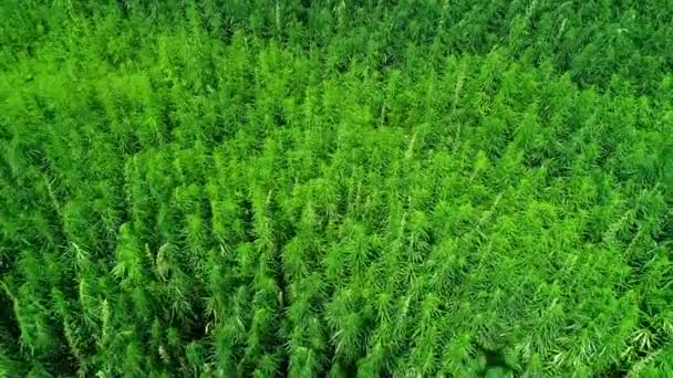 Veduta aerea di un campo di canapa tecnica biologica con licenza verde non maturato nella giornata di sole. L'erba è un prodotto sostenibile. Cannabis industriale. 4K drone filmato
. - Filmati, video