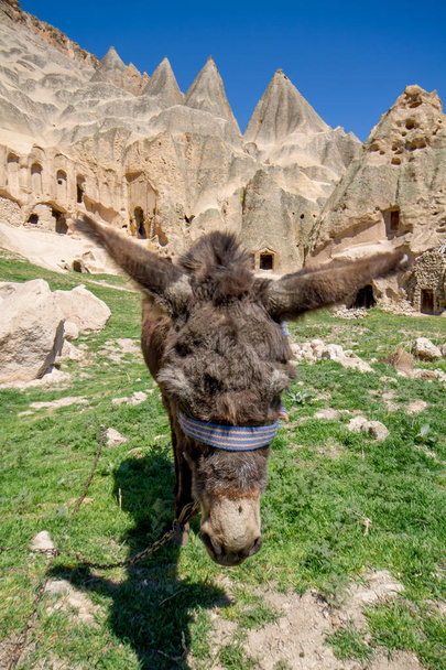 burro en casas cueva de campo de Capadocia Goreme Turquía
 - Foto, imagen