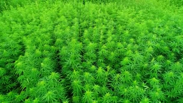 Veduta aerea di un campo di canapa tecnica biologica con licenza verde non maturato nella giornata di sole. L'erba è un prodotto sostenibile. Cannabis industriale. 4K drone filmato
. - Filmati, video