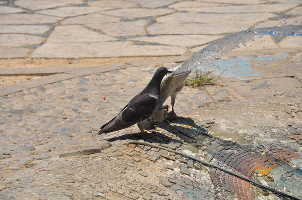 Çevredeki güzel kuş güvercini - Fotoğraf, Görsel