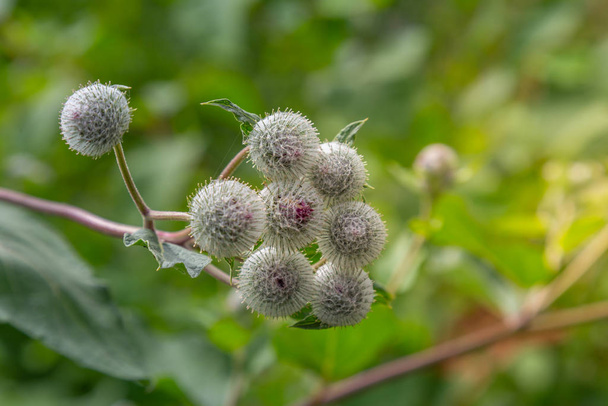 Arctium burdock burs showing minute hooks which attach seeds to  - Photo, Image