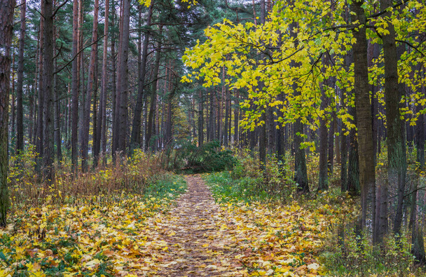 Nature path in a dark forest in the late autumn. - Zdjęcie, obraz