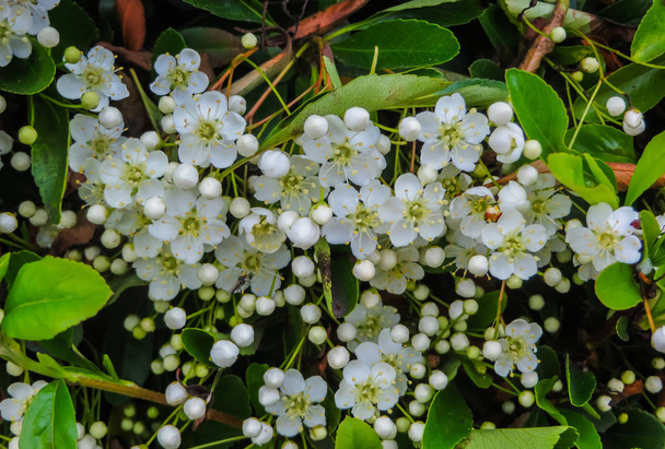 Blätter und Blüten des Laurustinus, viburnum tinus. Es handelt sich um eine Blütenpflanze aus der Familie der Adoxaceae, die im Mittelmeerraum Europas und Nordafrikas beheimatet ist. - Foto, Bild