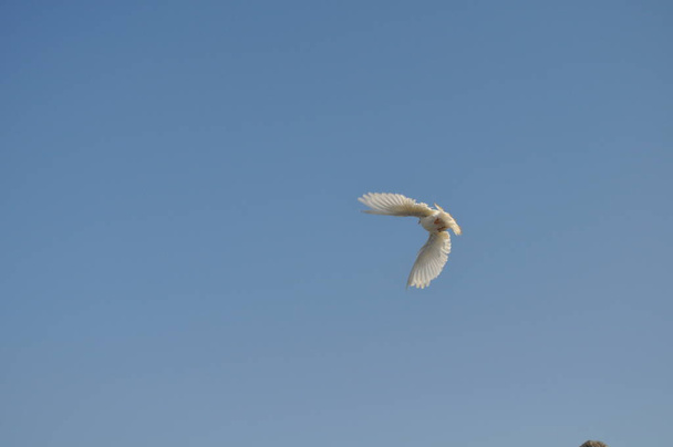 O belo pombo-pássaro no ambiente
 - Foto, Imagem