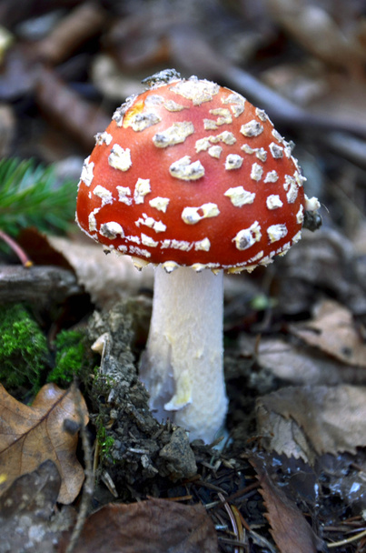 Macro fotografia de mosca cogumelo na floresta
 - Foto, Imagem