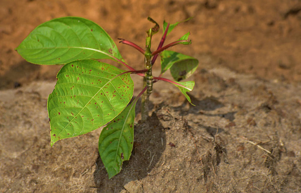 Η νεαρή σαπίδα εθεάθη να φυτεύεται σε ένα μεγάλο φυσικό καταφύγιο κατά τη διάρκεια της άνοιξης. ζώα που τρώνε τα φύλλα του νεαρού φυτού - Φωτογραφία, εικόνα