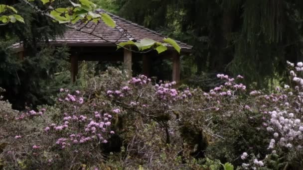 altana w ogrodzie rododendron z kwitnącej wiosny - Materiał filmowy, wideo