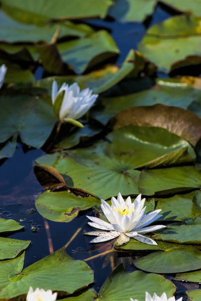 Water lily among lily pads. - Photo, Image