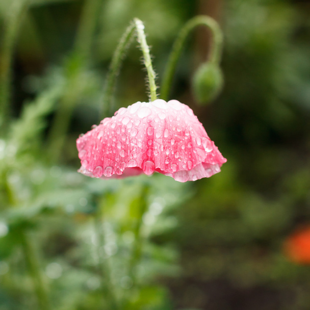 Poppy flowers - Foto, immagini