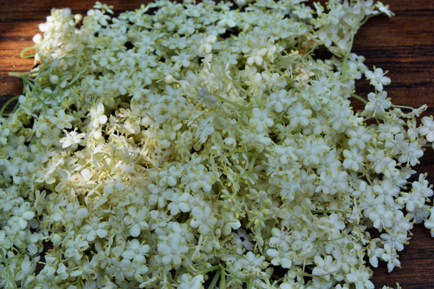 Elderberry herbs - Photo, Image