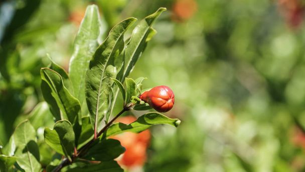 Kypsytys punainen hedelmä joukossa paksu vihreä lehvistö puun oksat
. - Valokuva, kuva