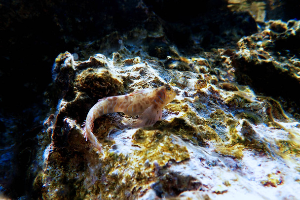 Aegean Combtooth blenny fish - Vicrolipophrys dalmatinus - Photo, Image