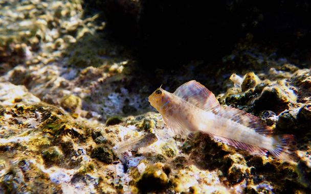 Aegean Combtooth blenny fish - Vicrolipophrys dalmatinus - Photo, Image