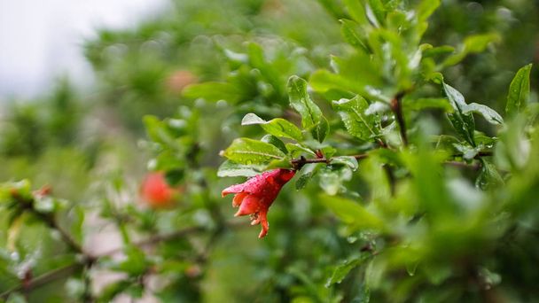 木の枝の緑の葉の中のザクロの赤い花の芽. - 写真・画像