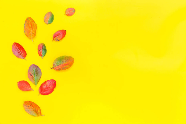 Composition florale d'automne faite de feuilles colorées d'automne sur fond jaune
 - Photo, image