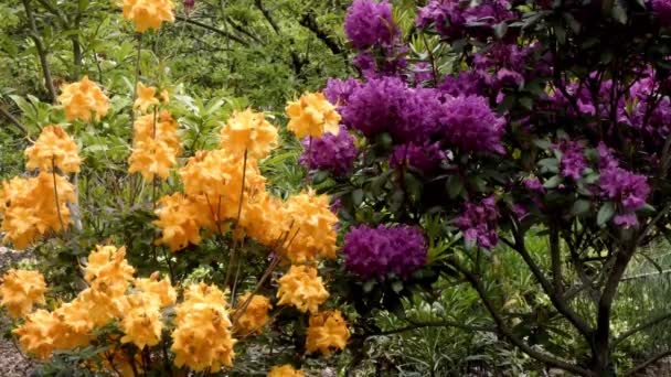 leuchtend orangefarbene und dunkelviolette Rhododendron-Sträucher nebeneinander gepflanzt - Filmmaterial, Video