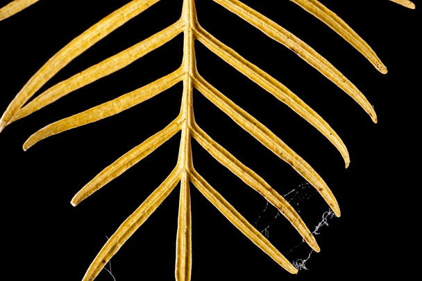 abstraktes Muster gelbe trockene Blätter isoliert auf schwarz mit Spinnweben - Foto, Bild