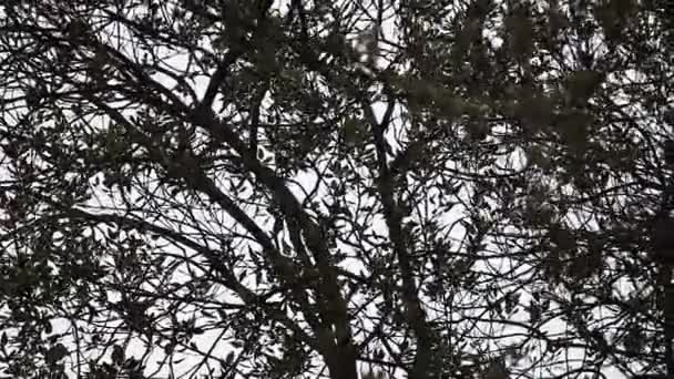 Tammipuut pehmeällä tuulella
 - Materiaali, video