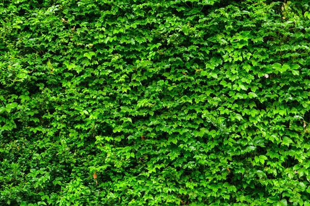 yeşil bitki duvar - Fotoğraf, Görsel