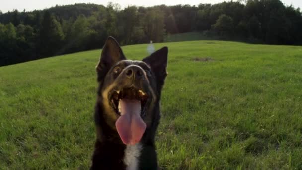 Yavaş Hareket, Lens Flare, Close Up: Sıcak yaz güneş ışınları çimenli bir alanda oturan sevimli siyah köpek yavrusu üzerinde parlaklık. Sınır collie güzel atış sabırla güneşli kırsal sahibi ni bekliyor. - Video, Çekim