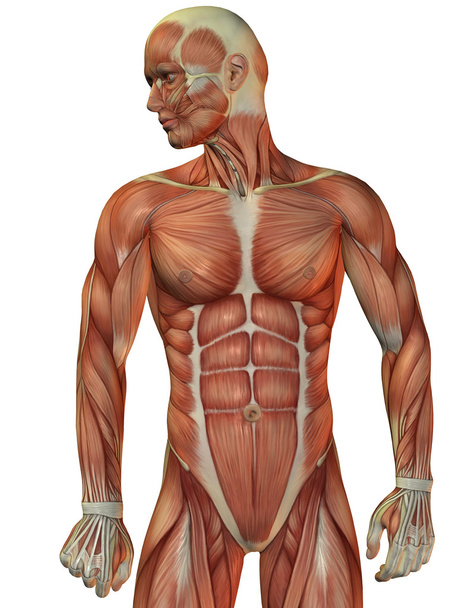 hombre estructura muscular vista frontal
 - Foto, Imagen