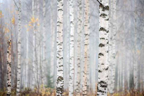 Bosque de abedul en niebla, vista de otoño
 - Foto, Imagen