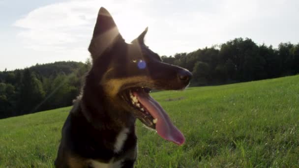 スローモーション、クローズアップ、レンズフレア:陽気な黒い子犬は、田舎の暑い夏の日に冷たい草原に座って冷却します。走った後に重く呼吸する愛らしいボーダーコリー. - 映像、動画